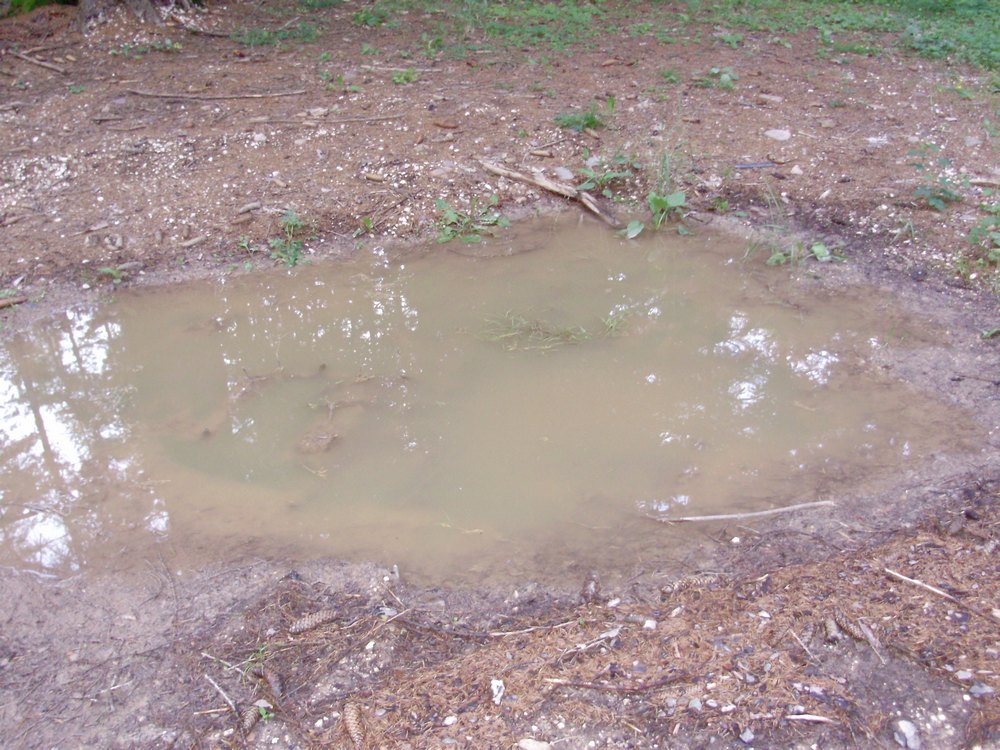 Tipologie di habitat dell''ululone nella collina atesina